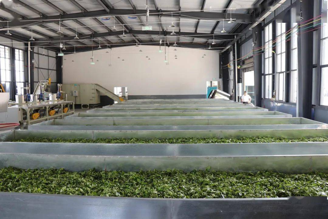 洛恩鄉標準化茶葉加工廠正式投產使用 賦能產業升級，助推鄉村振興